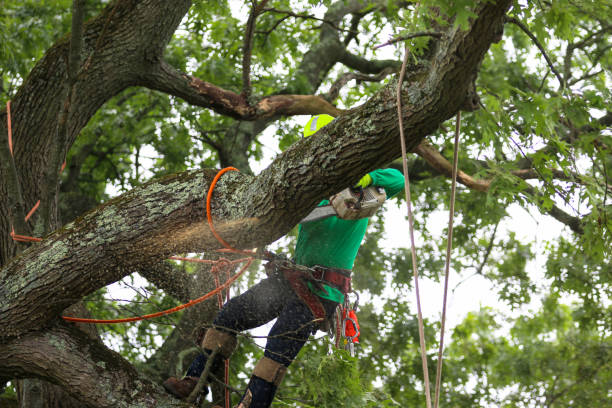 Leaf Removal in Spring Green, WI
