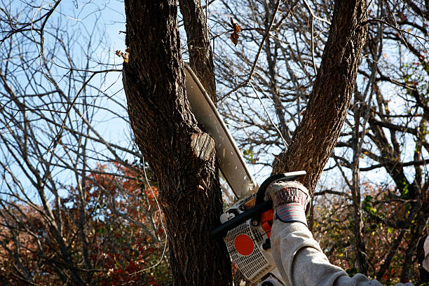 Reliable Spring Green, WI Tree Care Solutions